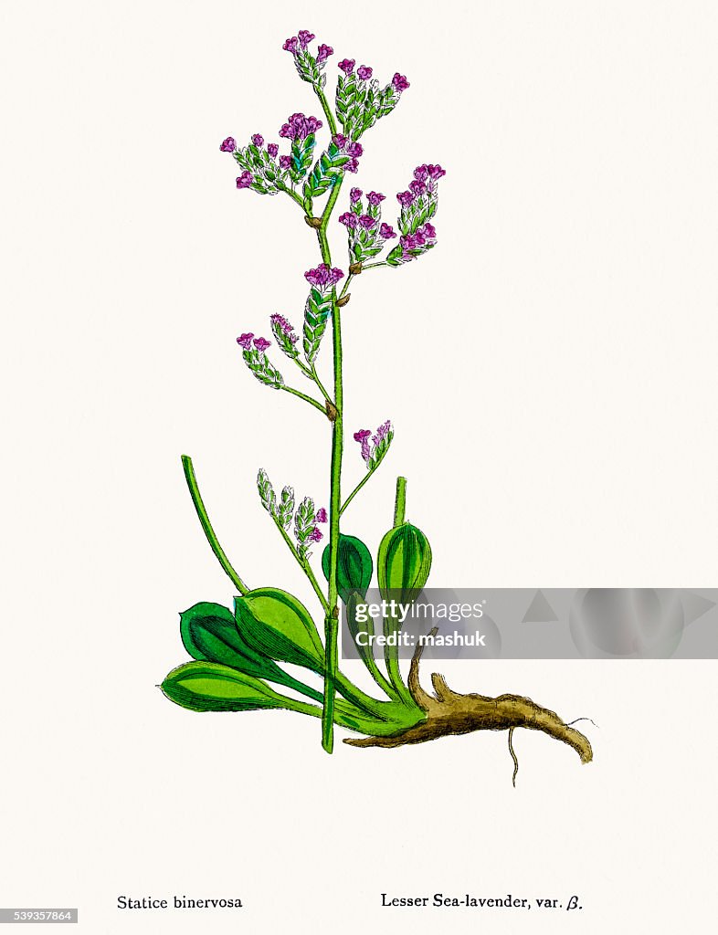 Sea Lavender(Limonium) plant used in Leather production