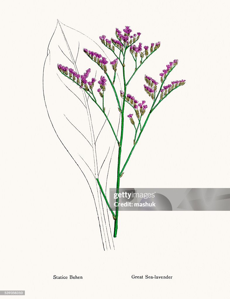 Sea Lavender(Limonium) plant used in Leather production