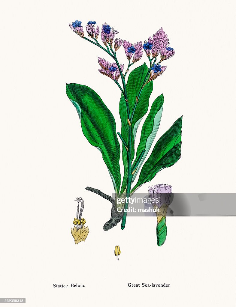Sea Lavender(Limonium) plant used in Leather production