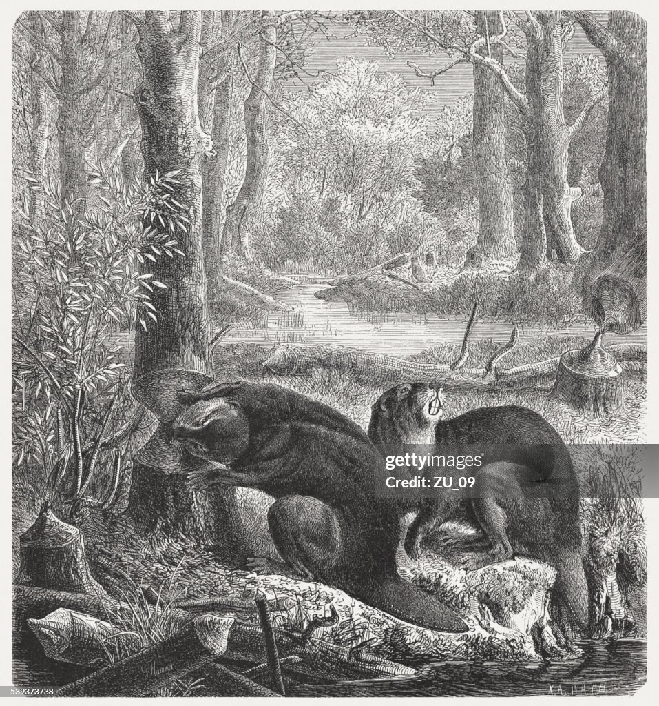 Biver (Castor), wood engraving, published in 1869