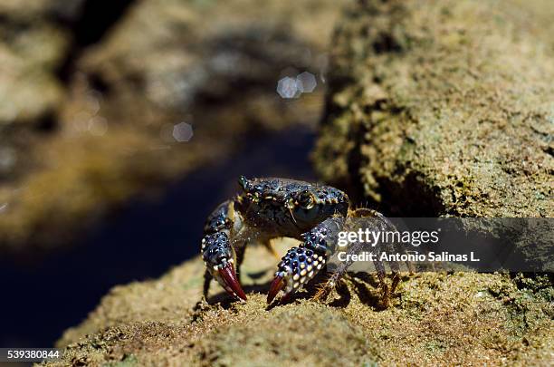 crab - bahía stock pictures, royalty-free photos & images