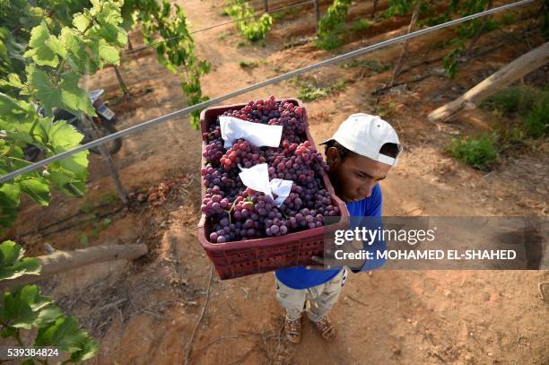 An Egyptian man carries a crate of grapes as they harvest the vines near the village of Kafr Dawud in the Egyptian Nile Delta province of...