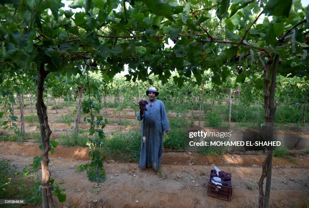 EGYPT-AGRICULTURE-GRAPES