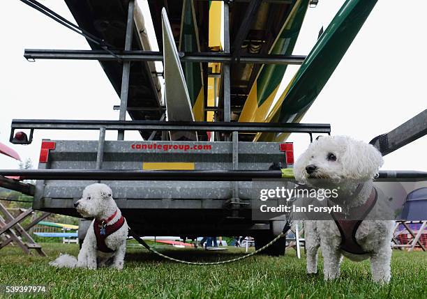 Two dogs sit under a trailer of rowing boats at the 183rd annual regatta on the River Wear on June 11, 2016 in Durham, England. The present regatta...