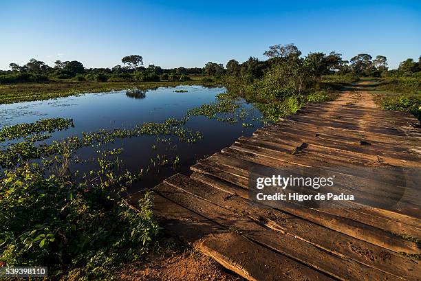 dirt roads and wooden bridges the wetland landscape - animal selvagem 個照片及圖片檔