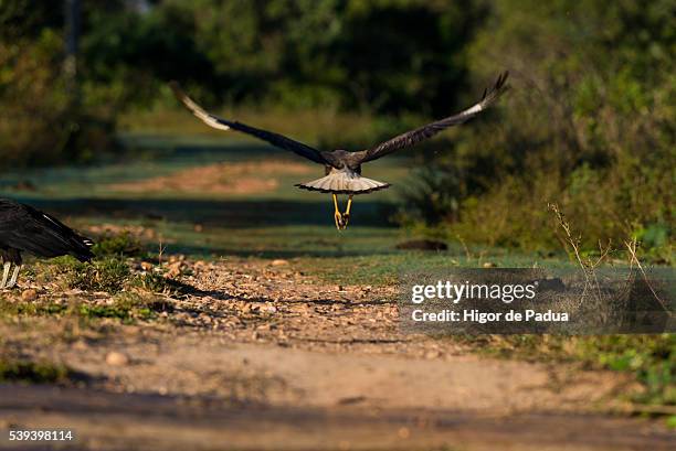 a caracara starts his flight out of the ground of a road - animal selvagem 個照片及圖片檔