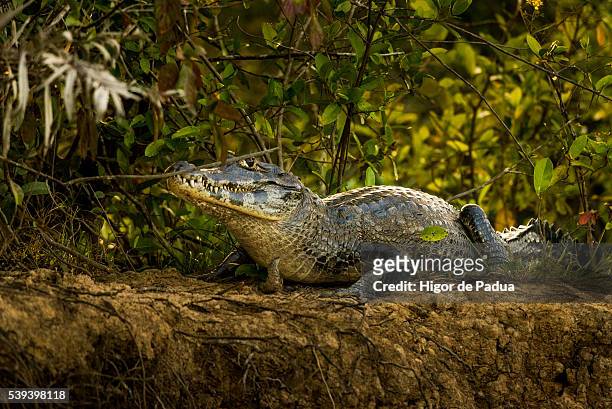 the yacare caiman on the edge of the riverbank - animais 個照片及圖片檔