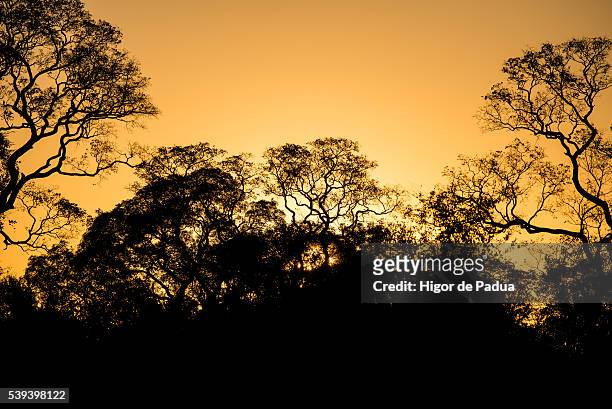 a beautiful sunset seen through the trees in the pantanal - animal selvagem stock-fotos und bilder
