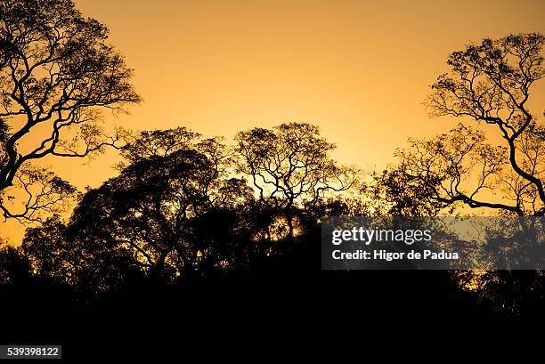 a beautiful sunset seen through the trees in the pantanal - animais 個照片及圖片檔