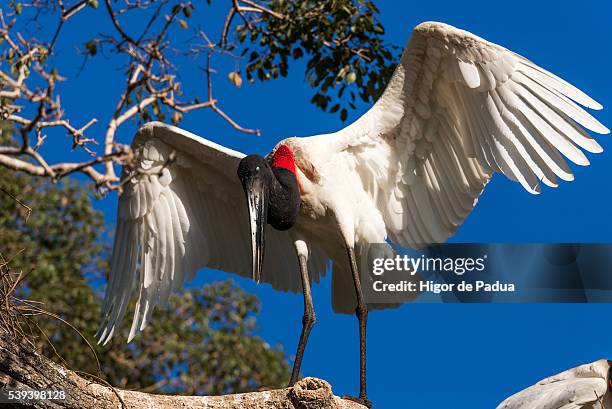 the great jabiru stork, a beautiful and giant bird - animal selvagem 個照片及圖片檔