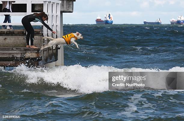 Gdansk, Poland 11th, June 2016 Dozen rescue dogs took part in the 2nd Water Rescue Dogs Cup of Poland in Gdansk Brzezno on the Baltic Sea coast....