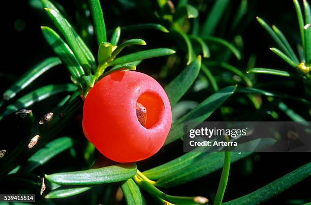 Common yew berries , Belgium.