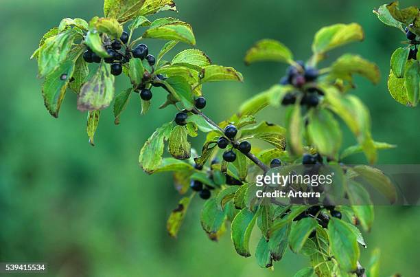 Berries of Common buckthorn , France .