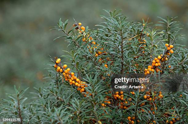 Common Sea-buckthorn twig with ripe berries in summer.