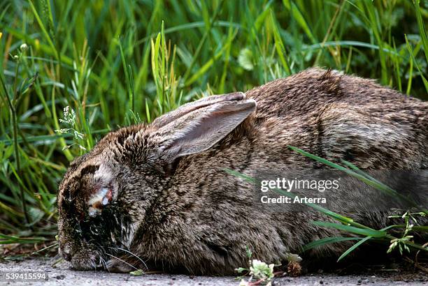 32 Myxomatosis Stock Photos, High-Res Pictures, and Images - Getty Images