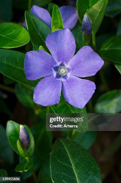 Lesser periwinkle / Dwarf periwinkle in flower in spring.