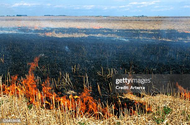Controlled burning of reeds in reedbed in wetland of nature reserve.