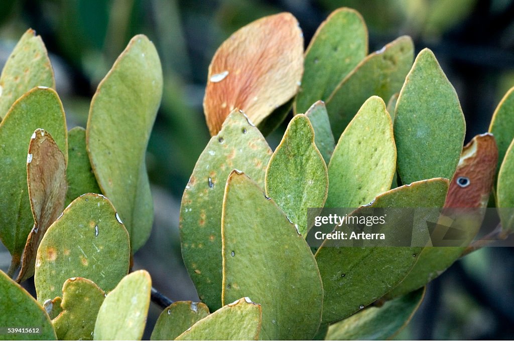Jojoba