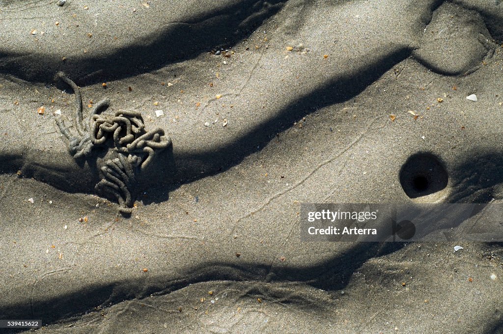 European Lugworm