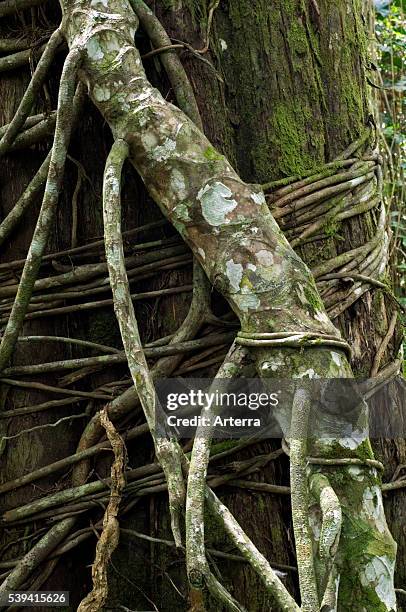 Roots of strangler fig creeping around tree trunk in cloud forest, Costa Rica.