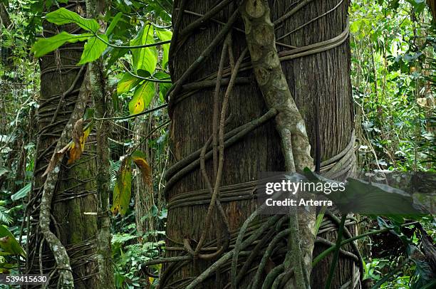 Strangle Tree Rainforest Strangler Fig