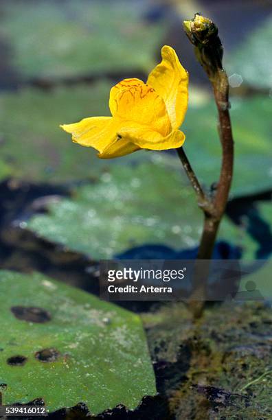 Western bladderwort in flower in pond.