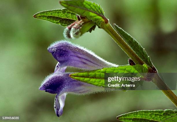 Common skullcap / marsh skullcap / hooded skullcap in flower.