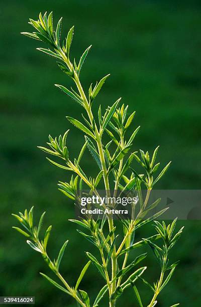 Summer savory .