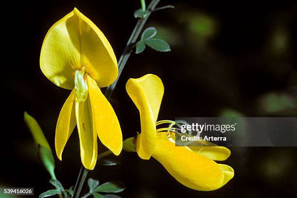 Common Broom / Scotch Broom in flower.