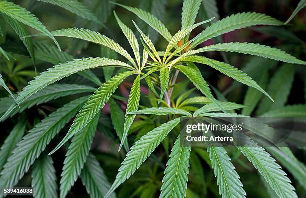 Indian hemp / Cannabis plant growing on plantation for medicinal purposes or as drug.