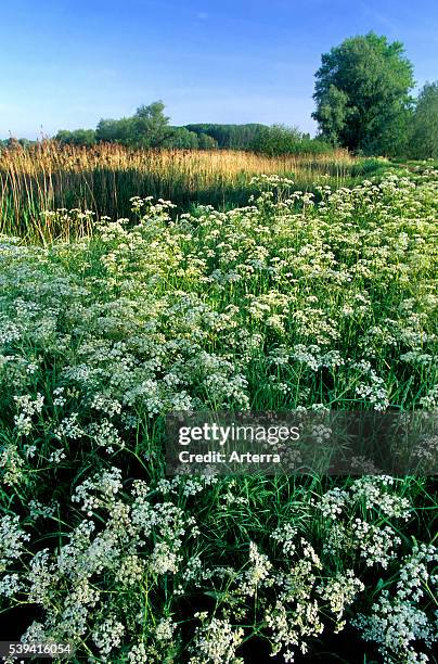 Cow parsley / Wild chervil in flower in meadow.