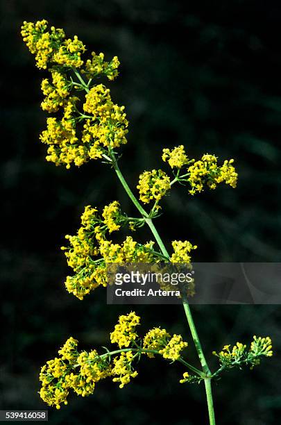 Lady's Bedstraw / Yellow Bedstraw in flower.