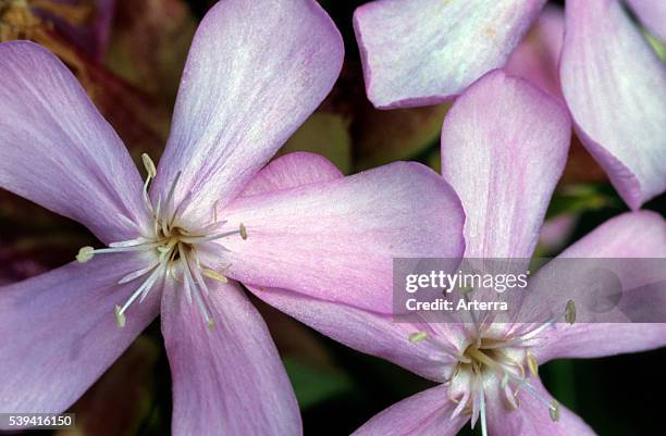 Common soapwort / soapweed / crow soap in flower.