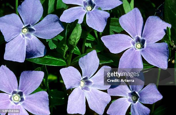 Bigleaf periwinkle / large periwinkle / greater periwinkle / blue periwinkle in flower.