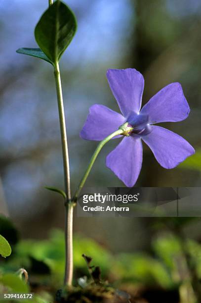 Bigleaf periwinkle / large periwinkle / greater periwinkle / blue periwinkle in flower.