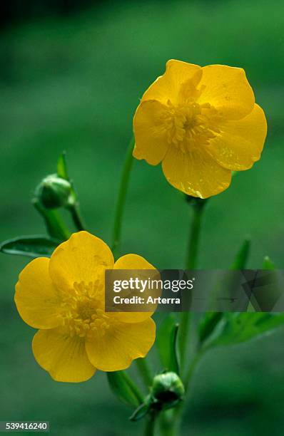 Creeping buttercup / Creeping crowfoot in flower.