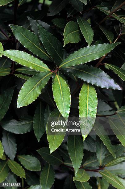 Bay laurel / Sweet bay leaves.