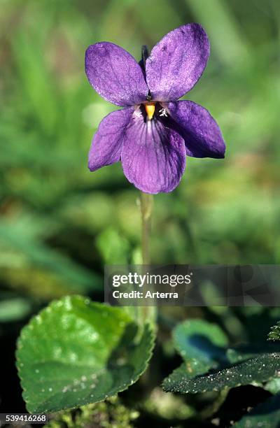 Wood violet / sweet violet in flower.