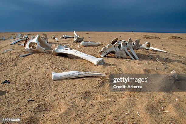 Dromedary camel skeleton and bleached bones in the Sahara desert, Niger, Western Africa.