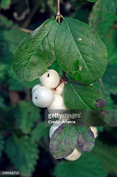 Leaves and white berries of Common snowberry .