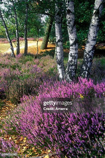 Heather flowering in heathland in summer in the nature park De Zoom - Kalmthoutse Heide, Antwerp, Belgium.