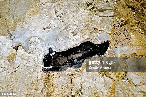 Flint / chert / silex in chalk cliff at Cap Blanc-Nez, Cote d'Opale, France.