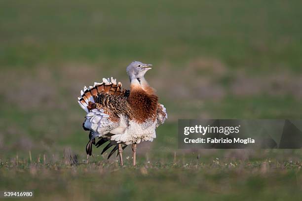 great bustard - great bustard stock pictures, royalty-free photos & images
