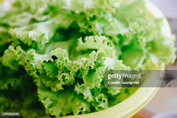 curly endive - curly endive stock pictures, royalty-free photos & images