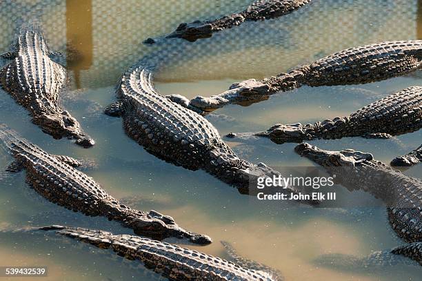 crocodiles in water - crocodile stock pictures, royalty-free photos & images