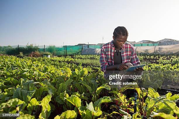 junge afrikanische mann überprüfen seine tablette im gemüsegarten - landwirtschaft afrika stock-fotos und bilder