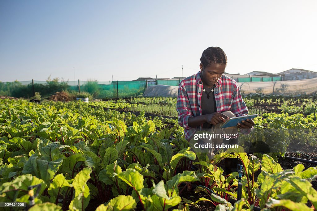 Jeune africaine mâle vérifiant sa tablette dans un jardin potager
