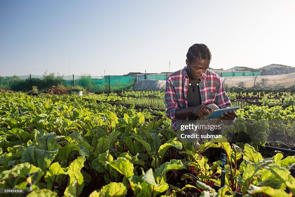 Young African male checking his tablet in vegetable garden