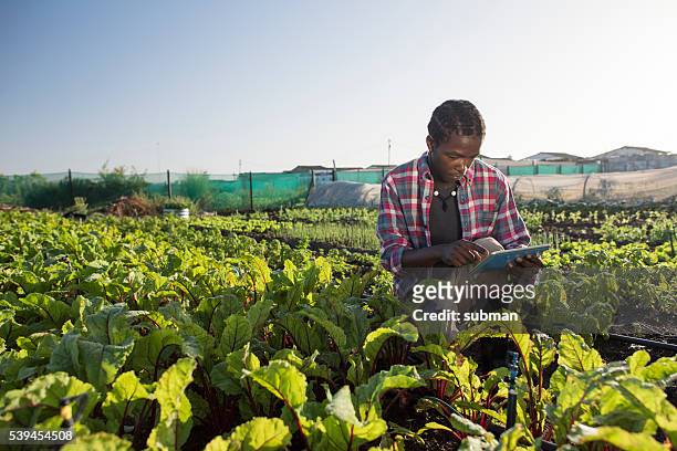 young african male checking his tablet in vegetable garden - africa stock pictures, royalty-free photos & images
