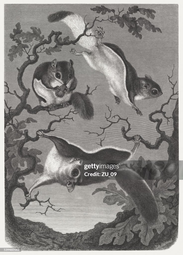 Northern Flying Squirrel (Glaucomys sabrinus), wood engraving, published in 1869